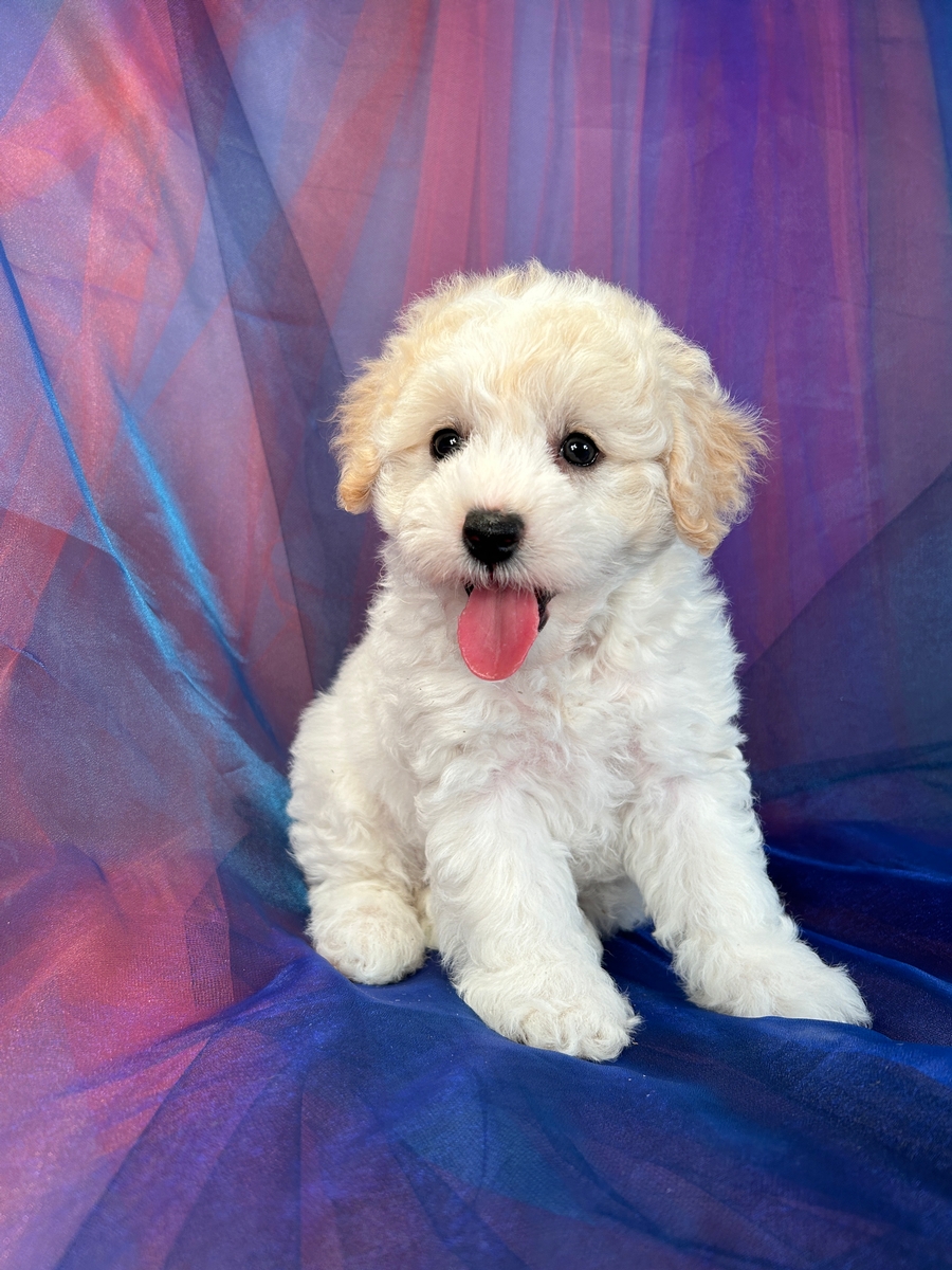 F1b Female Miniature Schnoodle Puppy for Sale $1200